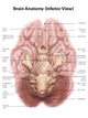 Anatomy of the human brain inferior view poster print by Alan Gesek