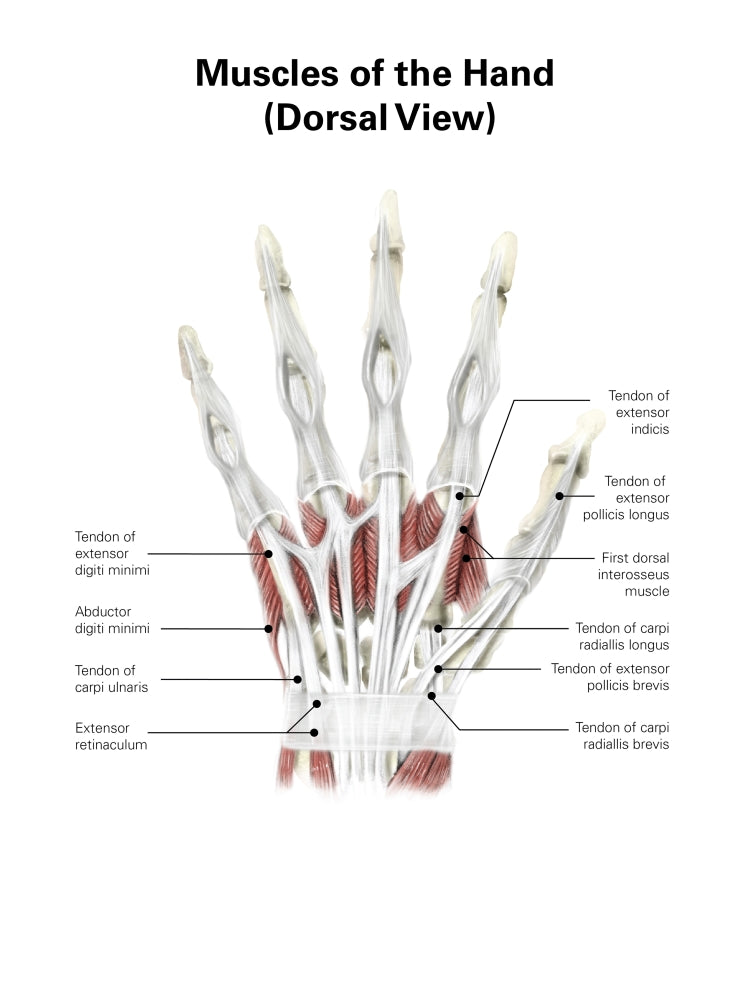 Digital illustration of hand muscles dorsal view, educational art print.