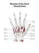 Digital illustration of hand muscles dorsal view, educational art print.