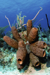 Brown Tube Sponge Cluster Poster Print from Nassau, The Bahamas