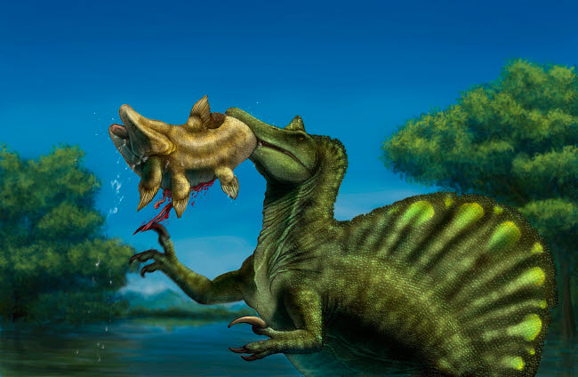 A Spinosaurus dinosaur fishing Mawsonias in a mangrove - Poster Print by Alvaro Rozalen