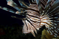 Close-up view of a lionfish poster print showcasing vibrant marine art.