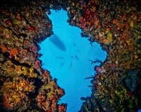 World Champion Free Diver and Team Inside a Sunken Barge Poster Print by Brent Barnes