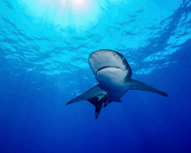 Rays of Light Shining Above an Oceanic Whitetip Shark Poster Print