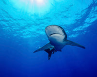 Rays of Light Shining Above an Oceanic Whitetip Shark Poster Print