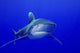 Close Encounter with an Oceanic Whitetip Shark Poster Print featuring stunning marine life in Cat Island, Bahamas.