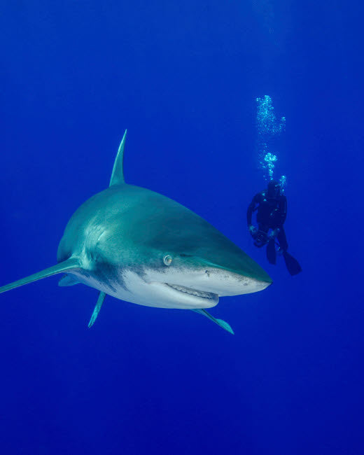 Diver swimming with oceanic whitetip shark poster print.