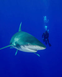 Diver swimming with oceanic whitetip shark poster print.