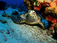 Hawksbill sea turtle resting under a reef in Cozumel, Mexico poster print.