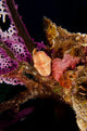 Flamingo Tongue Snail on Coral Poster Print by Brent Barnes