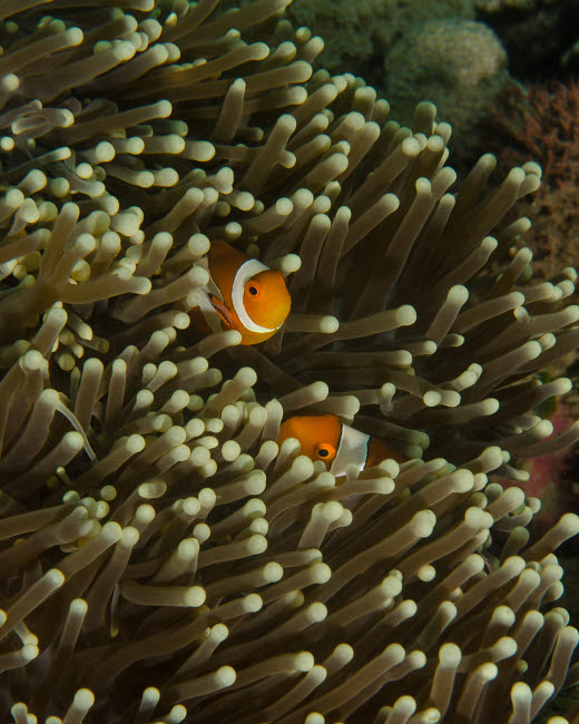 Vibrant poster print of a pair of anemonefish in their host anemone.