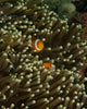 Vibrant poster print of a pair of anemonefish in their host anemone.