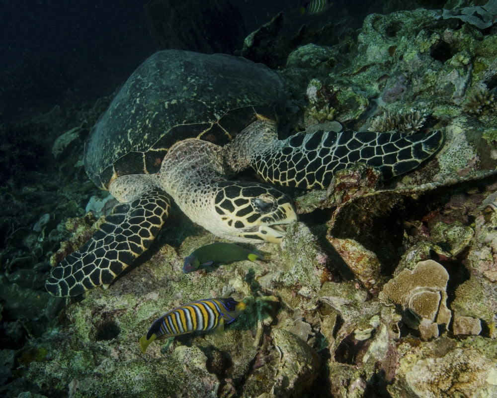 Hawksbill sea turtle feeding in Bunaken Marine Park, Indonesia poster print.