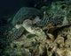 Hawksbill sea turtle feeding in Bunaken Marine Park, Indonesia poster print.