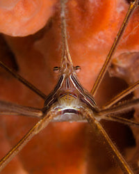 Arrow Crab Close-Up Poster Print showcasing vibrant marine life.
