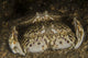 Flame Box Crabs Mating Poster Print by Brent Barnes, vibrant marine life art.