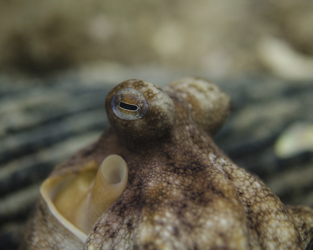 Octopus Eyeballs Poster Print by Brent Barnes showcasing intricate ocean life details.