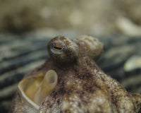 Octopus Eyeballs Poster Print by Brent Barnes showcasing intricate ocean life details.