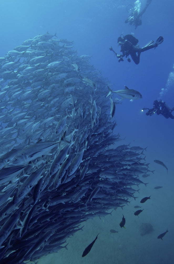 Scuba Divers Surrounded by a School of Jacks in Cabo Pulmo, Mexico Poster Print