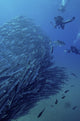 Scuba Divers Surrounded by a School of Jacks in Cabo Pulmo, Mexico Poster Print