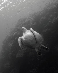 Green sea turtle swimming at Bunaken National Marine Park poster print