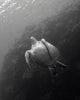 Green sea turtle swimming at Bunaken National Marine Park poster print