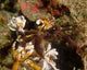 Vibrant spider crab poster print from Sulawesi, Indonesia by Brent Barnes.