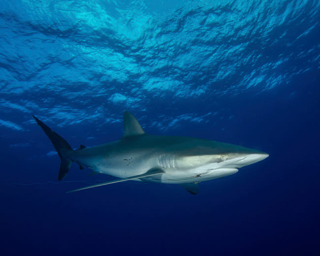 Silky shark with embedded hook and line at Cat Island in the Bahamas poster print by Brent Barnes.