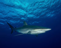 Silky shark with embedded hook and line at Cat Island in the Bahamas poster print by Brent Barnes.