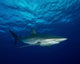 Silky shark with embedded hook and line at Cat Island in the Bahamas poster print by Brent Barnes.