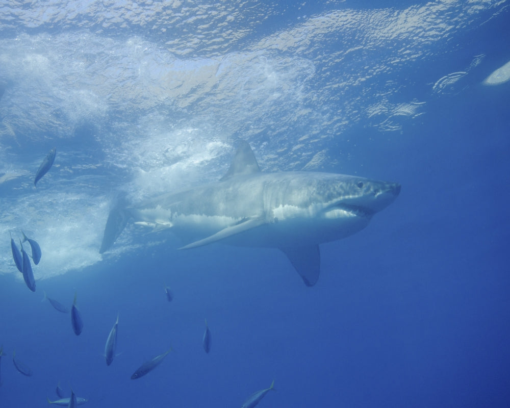 Great White Shark Poster Print at Guadalupe Island, Mexico by Brent Barnes