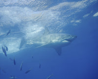 Great White Shark Poster Print at Guadalupe Island, Mexico by Brent Barnes