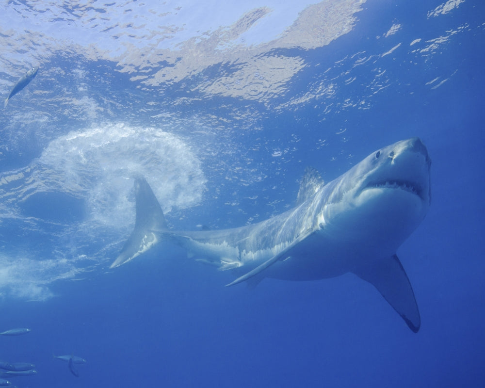 Great White Shark at Guadalupe Island Poster Print by Brent Barnes