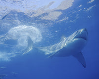 Great White Shark at Guadalupe Island Poster Print by Brent Barnes