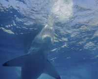 Great White Shark Poster Print at Guadalupe Island by Brent Barnes