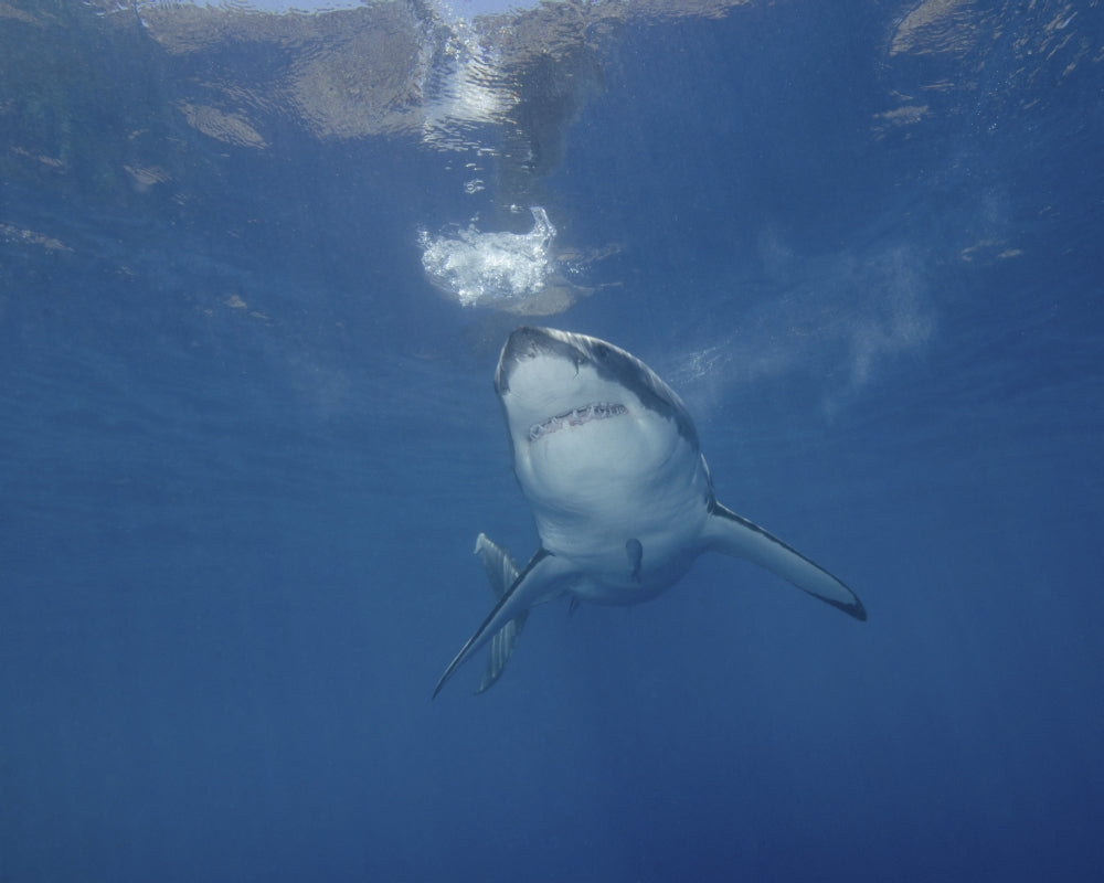 Great White Shark at Guadalupe Island Poster Print by Brent Barnes