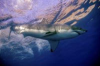 Great White Shark at Guadalupe Island Poster Print by Brent Barnes