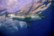 Great White Shark at Guadalupe Island Poster Print by Brent Barnes
