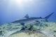 Tiger Shark in Sunrays Poster Print from Tiger Beach, Bahamas