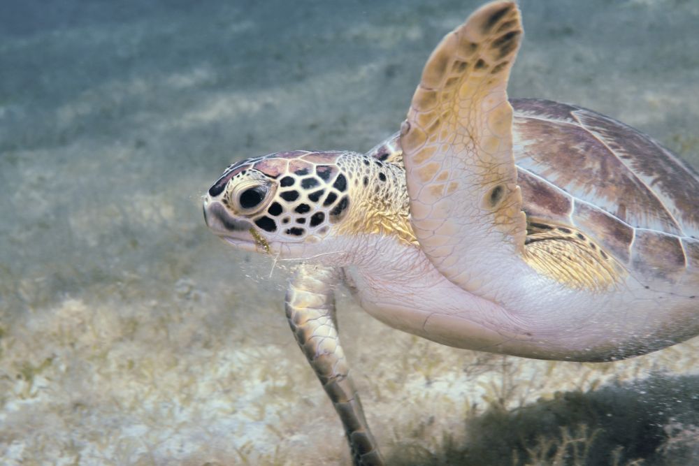 Green sea turtle foraging in sea grass poster print by Brent Barnes.