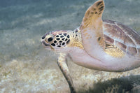 Green sea turtle foraging in sea grass poster print by Brent Barnes.