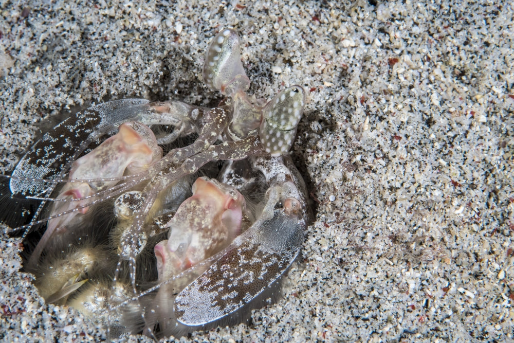 Mantis shrimp underwater in Komodo National Park, Indonesia poster print.
