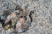 Mantis shrimp underwater in Komodo National Park, Indonesia poster print.