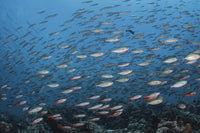 Bluestreak Fusilier school in Komodo National Park poster print