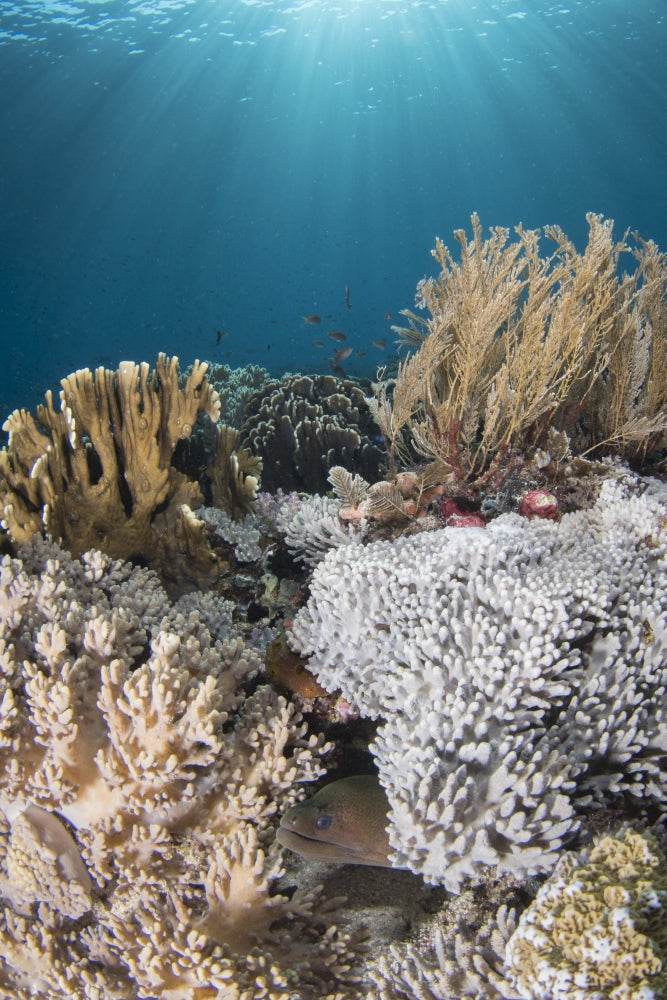 Eel swimming among colorful reefs in Komodo National Park, Indonesia.