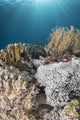 Eel swimming among colorful reefs in Komodo National Park, Indonesia.