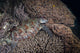 Green sea turtle swimming in Komodo National Park, vibrant underwater photography by Brandi Mueller.