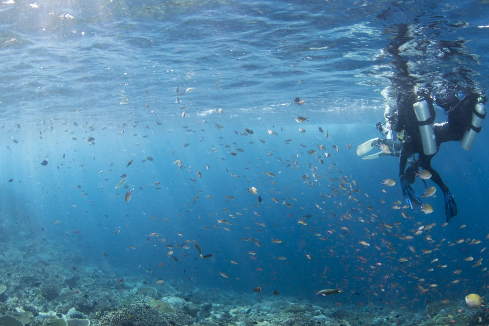 Scuba divers exploring the colorful reef in Komodo National Park, Indonesia poster print