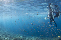 Scuba divers exploring the colorful reef in Komodo National Park, Indonesia poster print