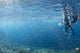 Scuba divers exploring the colorful reef in Komodo National Park, Indonesia poster print